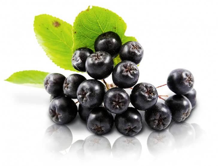 Чорноплідна горобина, ягоди (Aronia melanocarpa) - Grandma's Pharm