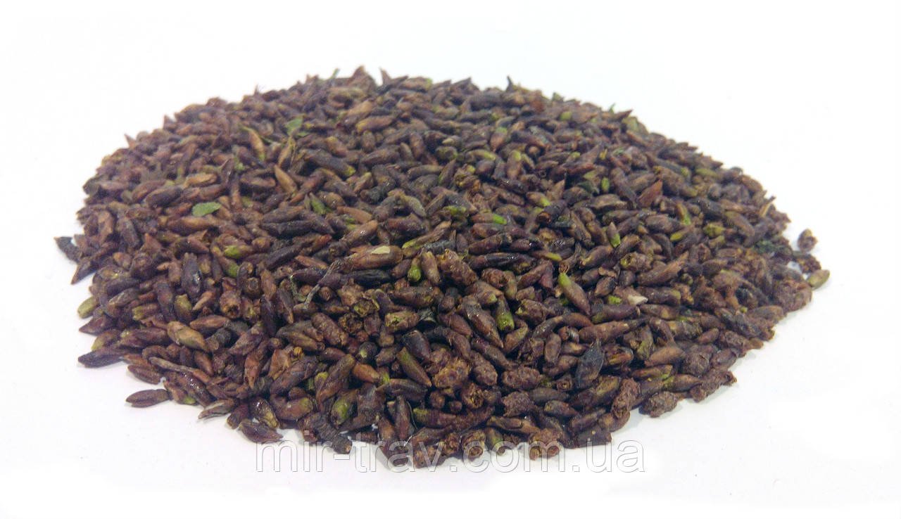 Бруньки берези (Betula) - Grandma's Pharm