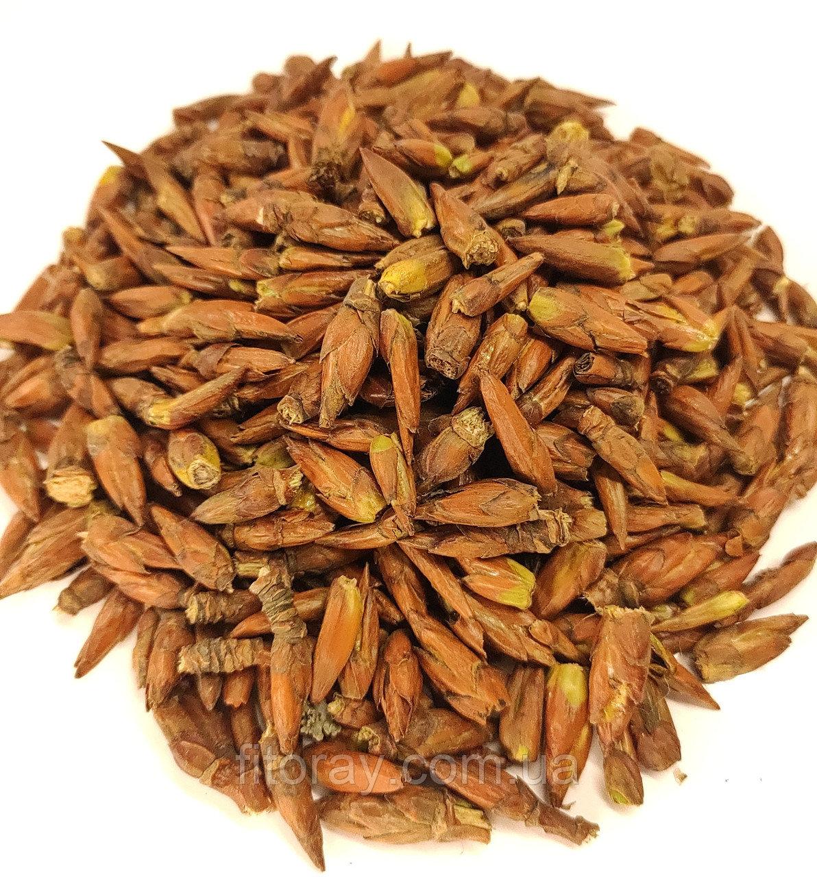 Бруньки тополі (Populus) - Grandma's Pharm