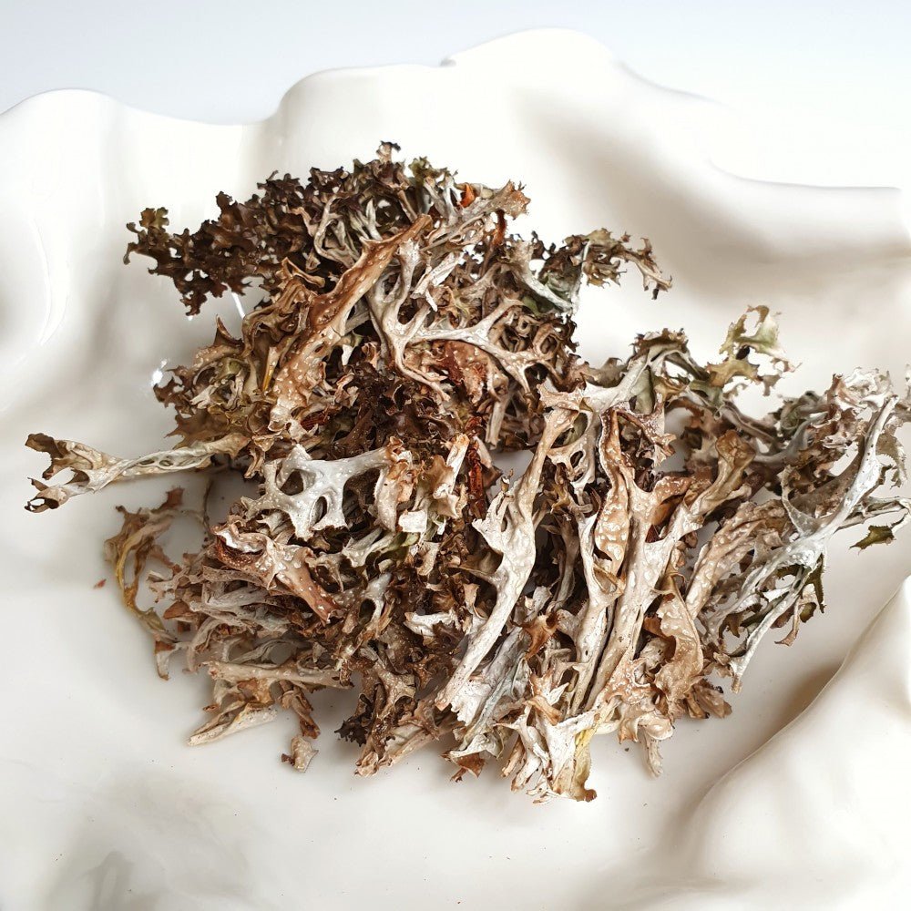 Ісландський мох (цетрарія) (лат. Cetraria islandica) - Grandma's Pharm