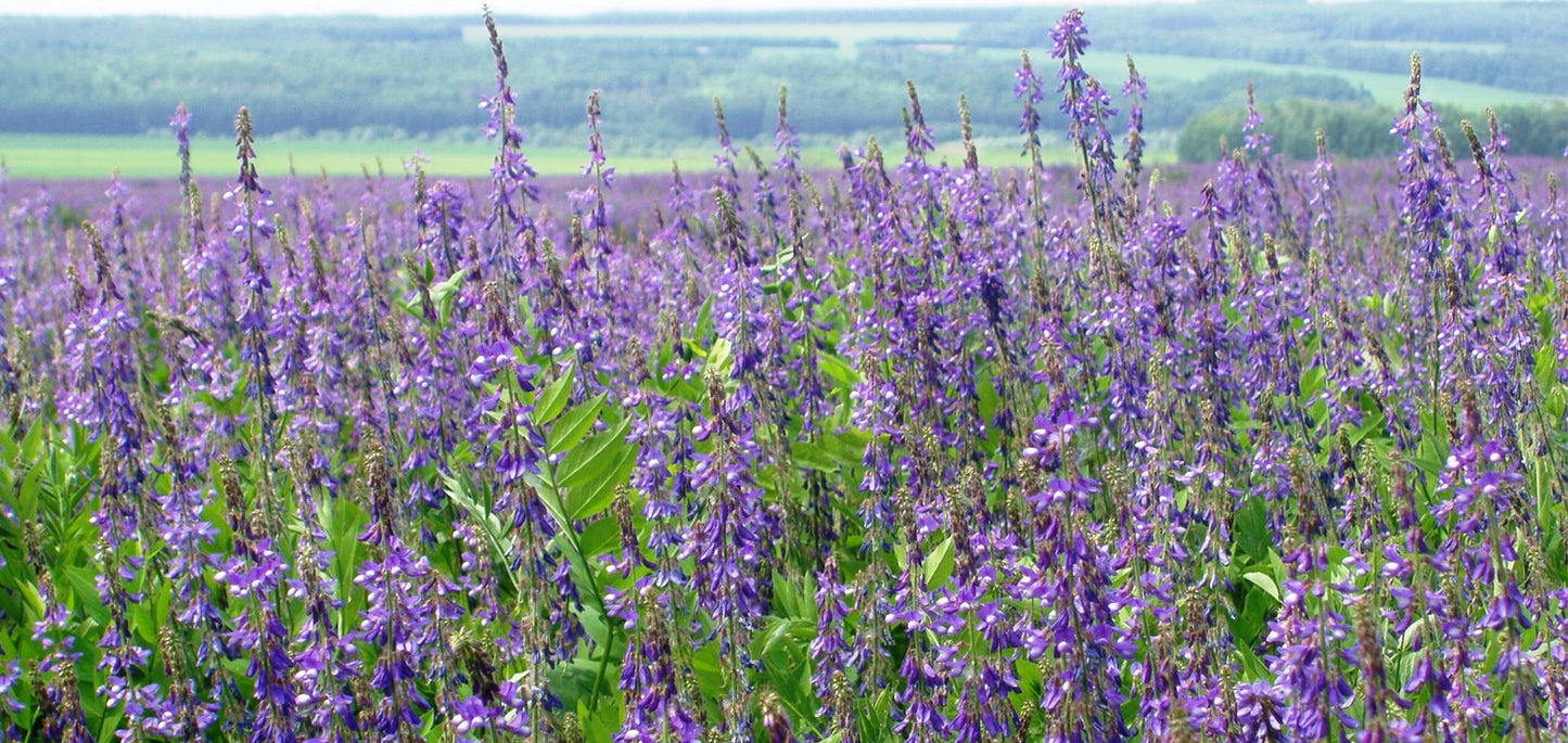 Козлятник (Галега лікарська) (лат. Galega officinalis) - Grandma's Pharm