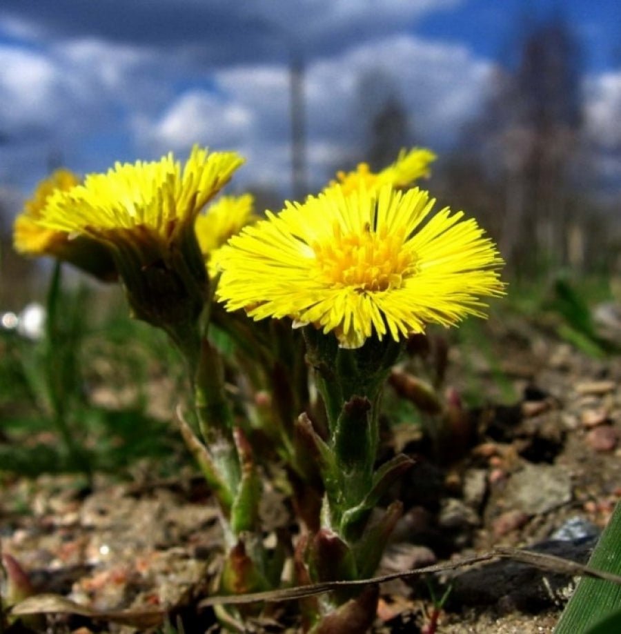 Мати - й - мачуха - Grandma's Pharm