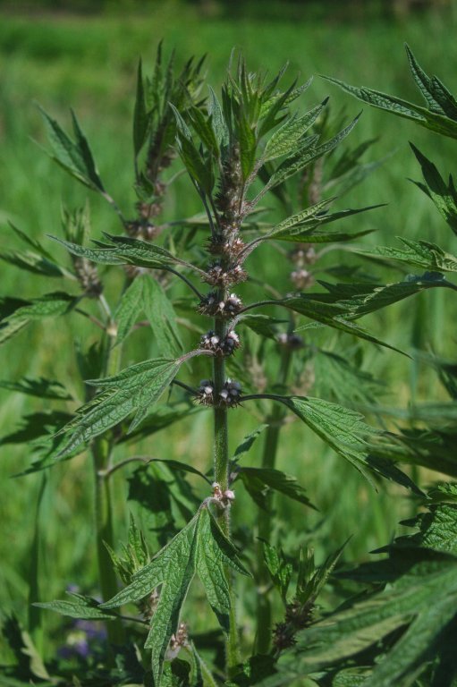 Пустирник, трава - Grandma's Pharm