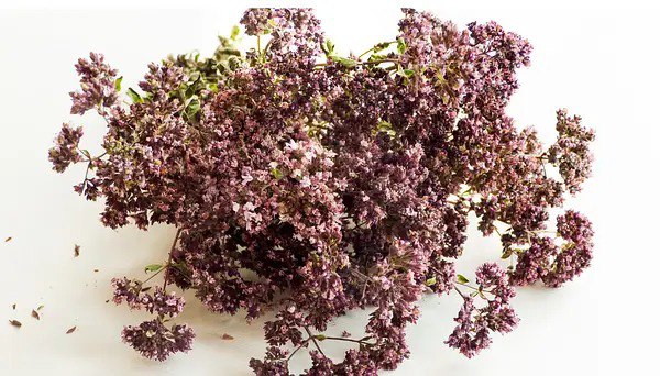 Origanum vulgare (lat. Origanum vulgare)