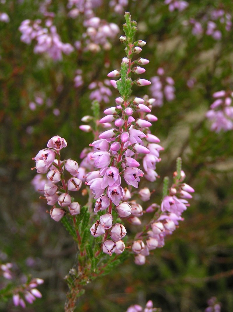 Shriek (lat. Calluna)