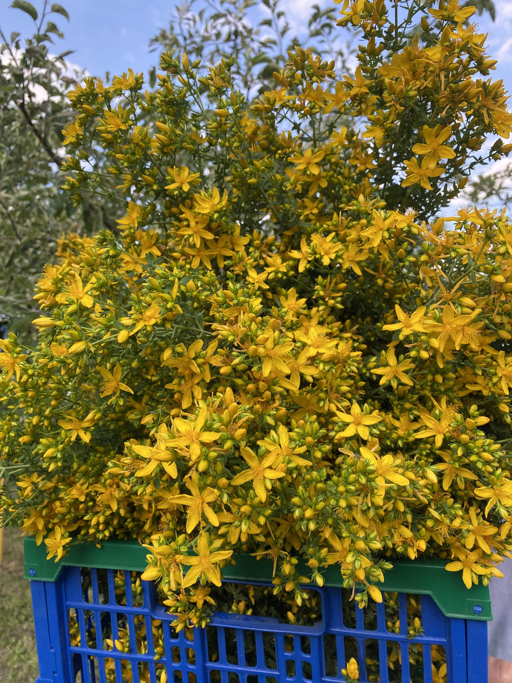 John's wort, grass