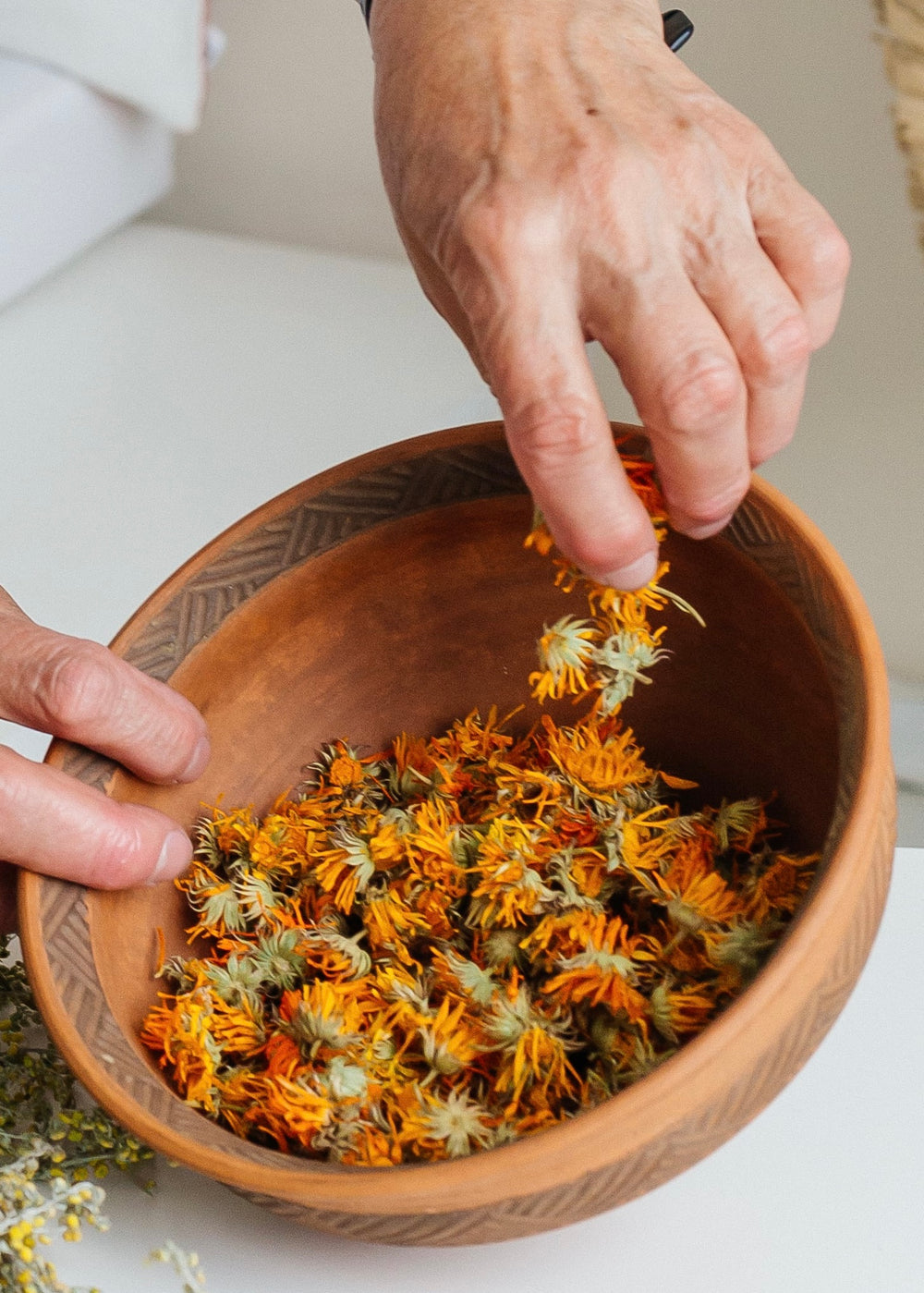 Calendula (lat. Calendula officinalis)