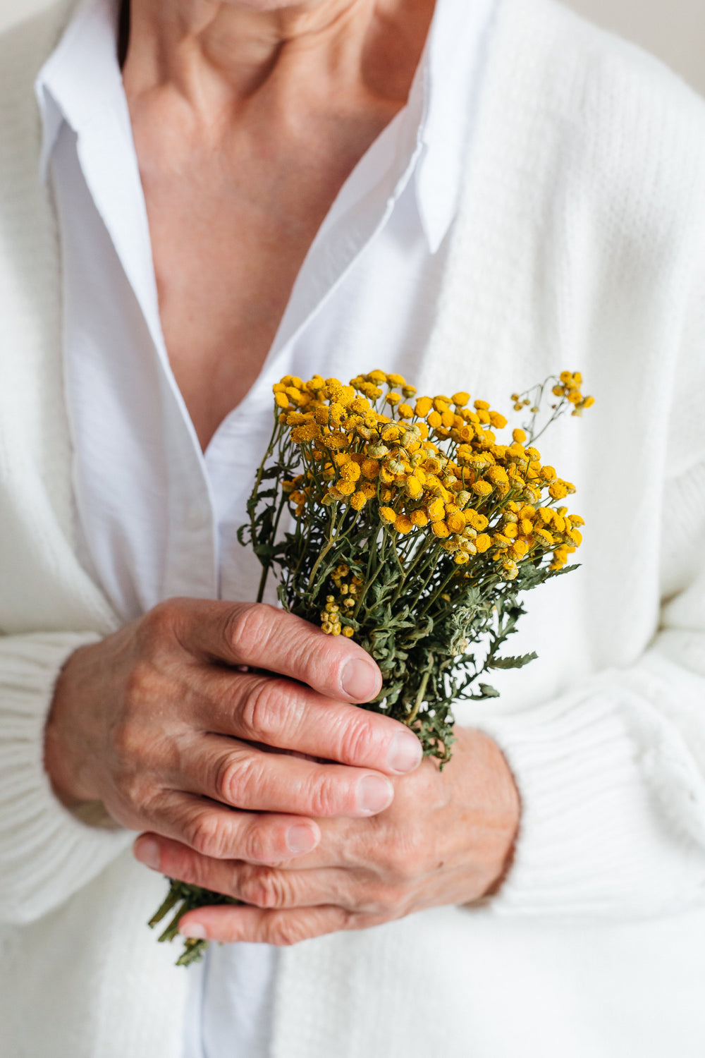 Пижмо (лат. Tanacetum vulgare)