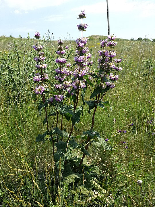 Зопник/Залізняк (лат. Symphytum officinale)