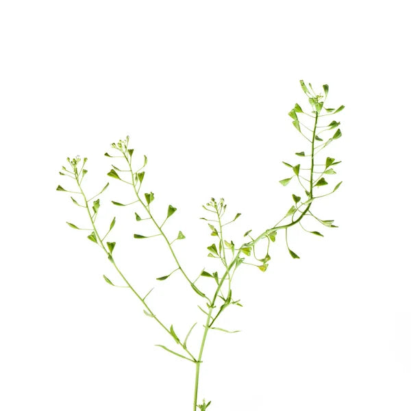 Buckwheat (lat. Capsella bursa-pastoris)