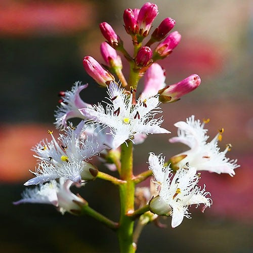 Three-leaf clover, grass (lat. Menyanthes trifoliata L.)