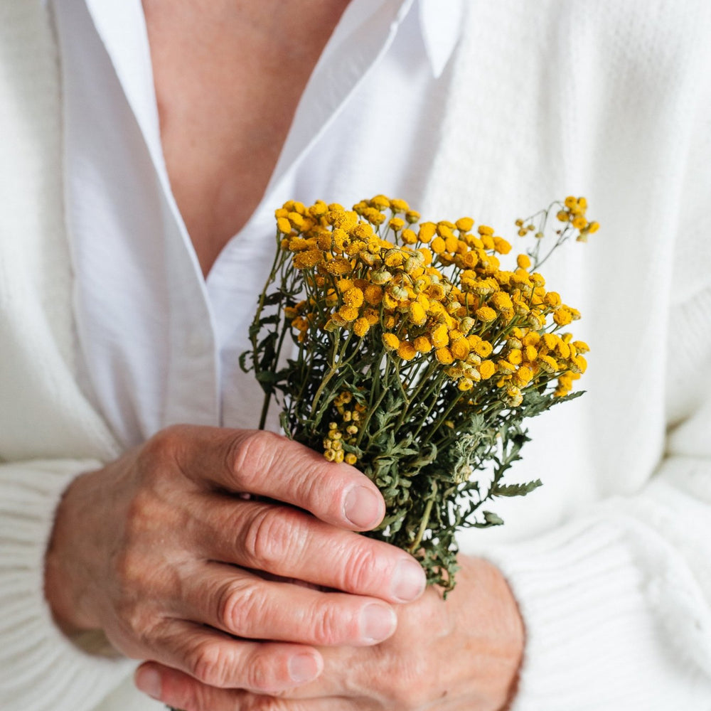 Пижмо (лат. Tanacetum vulgare) - Grandma's Pharm