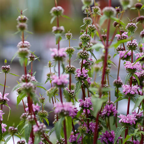 Zopnyk/Zaliznyak (lat. Symphytum officinale)