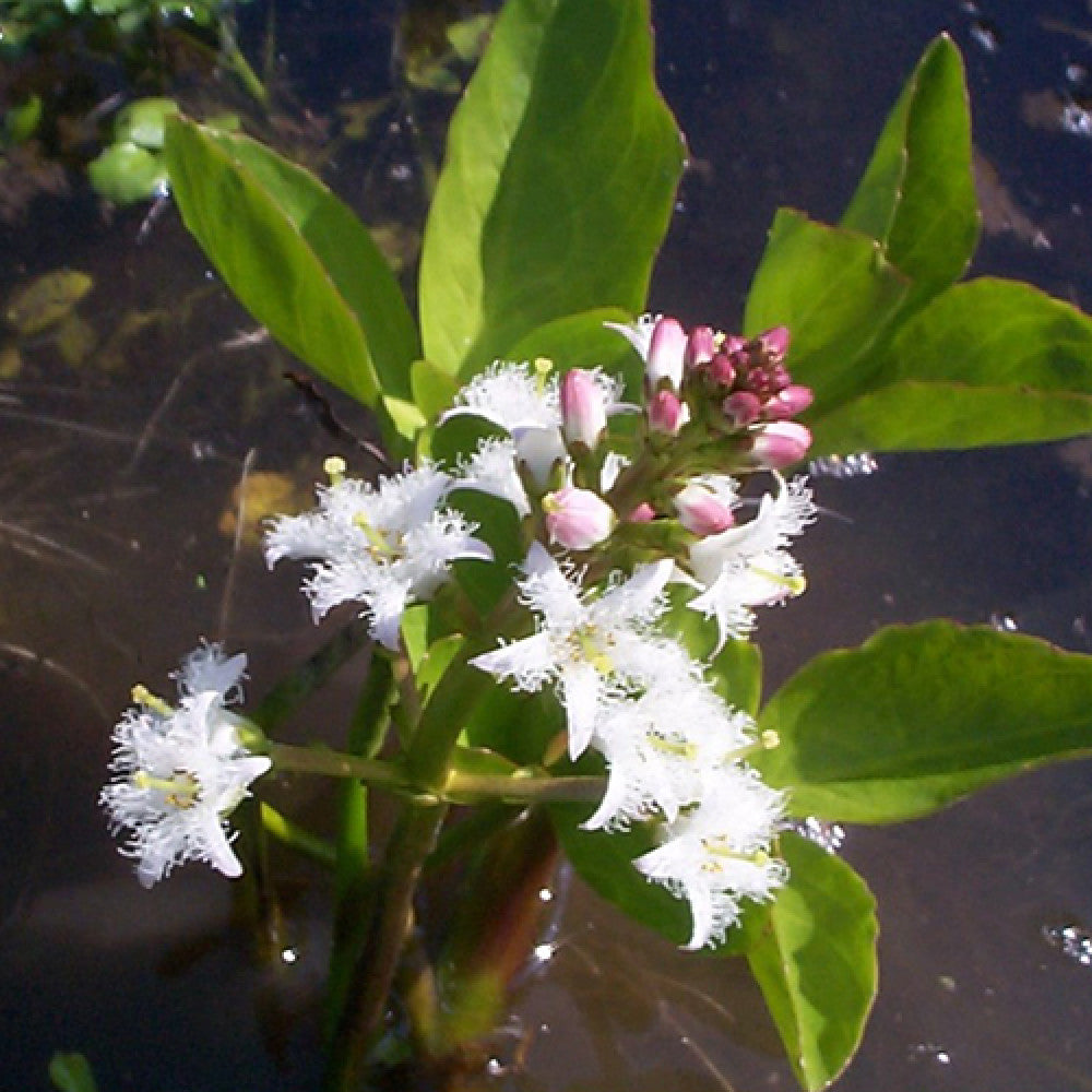 Three-leaf clover, grass (lat. Menyanthes trifoliata L.)