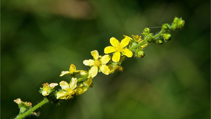 Horseradish (lat. Agrimónia)