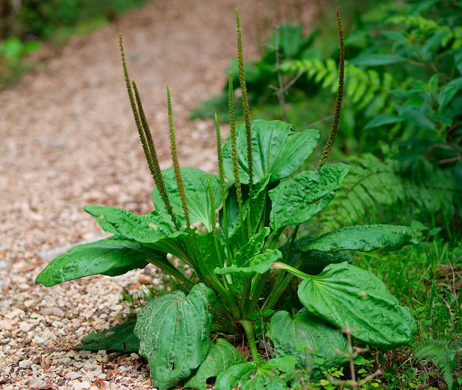 Подорожник (лат. Plantago)