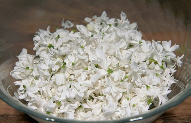 Jasmine, flowers (lat. Jasminum)