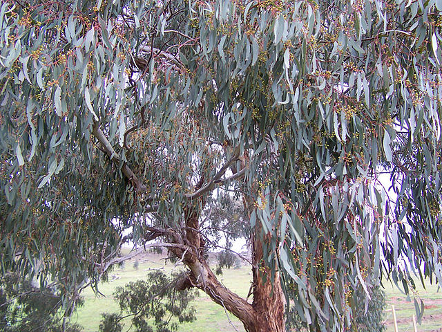 Eucalyptus (lat. Eucalyptus)