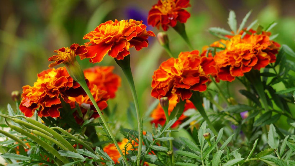 Marigolds (lat. Tagetes)