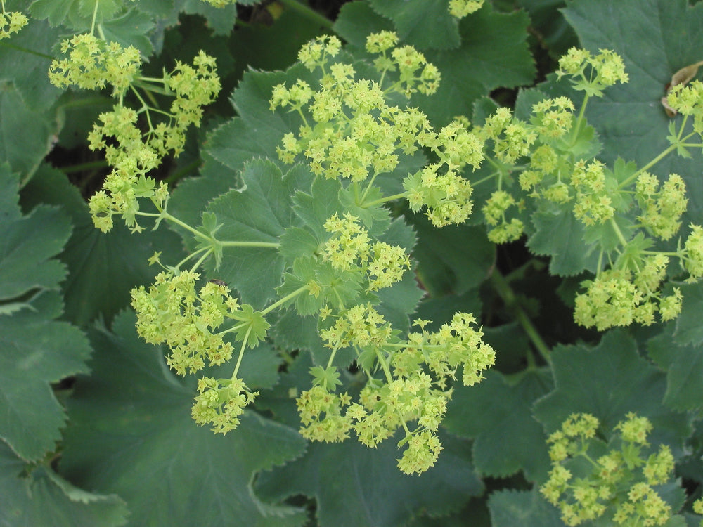 Манжетка (лат. Alchemilla)