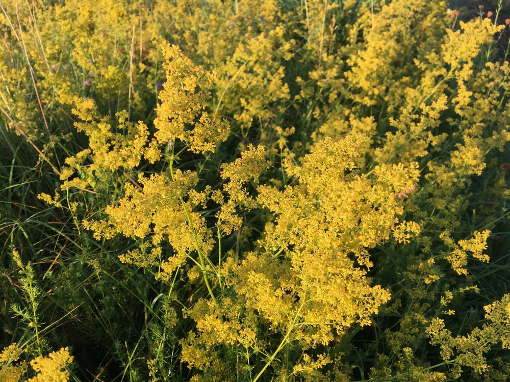 Galium verum (lat. Galium verum)