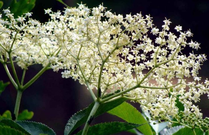 Black elder, flowers (lat. Sambucus nigra L)