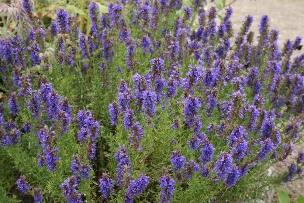 Hyssop (lat. Hyssopus officinalis)