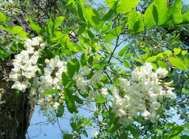 Acacia, flowers (lat. Acacia)