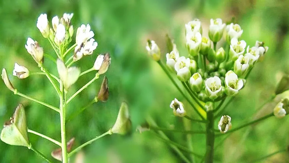 Buckwheat (lat. Capsella bursa-pastoris)