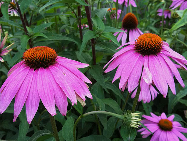 Echinacea, flowers