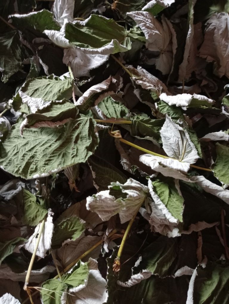 Raspberry, leaves (lat. Rubus idaeus)