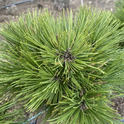 Pine, needles (lat. Pinus)