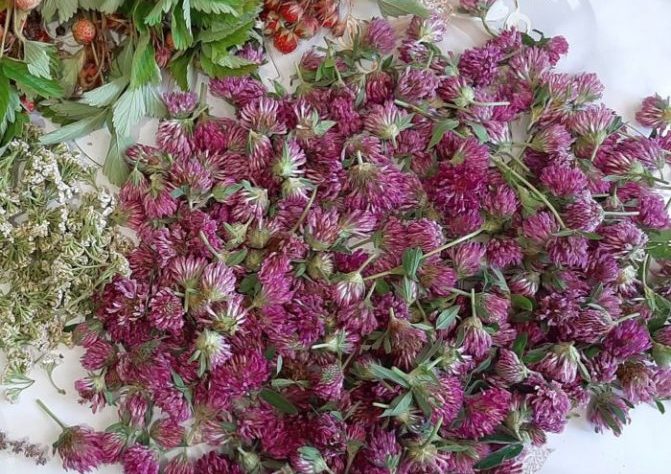 Конюшина, цвіт (лат. Trifolium)