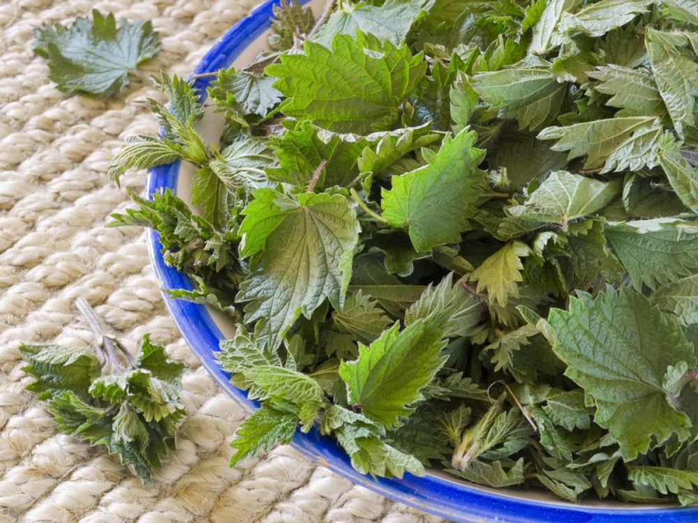 Кропива( лат. Urtica dioica) - Grandma's Pharm