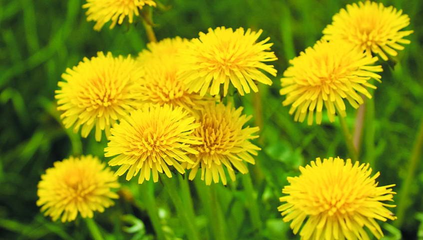 Кульбаба лікарська, цвіт (лат. Taraxacum officinale)