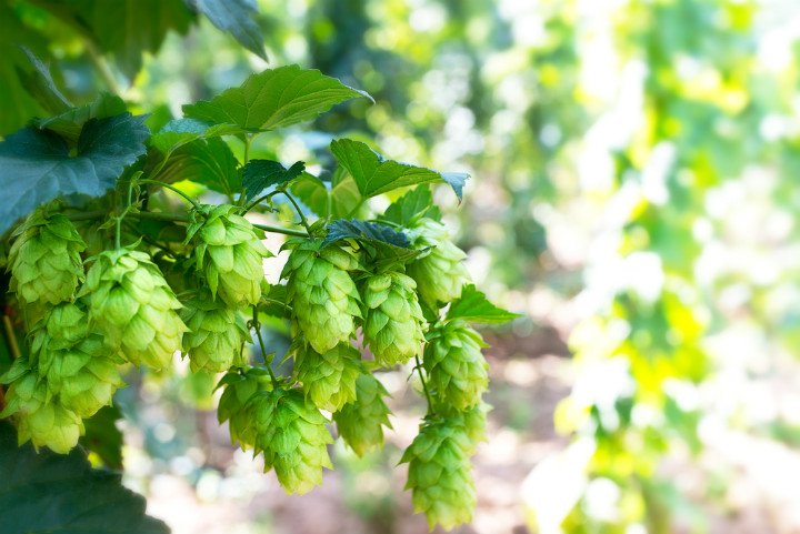 Хміль звичайний, шишки (лат. Humulus lupulus)