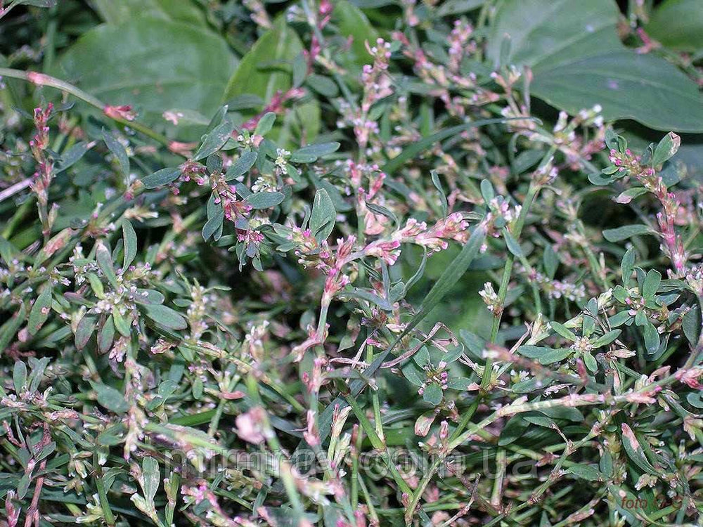 Спориш ( лат. Polygonum aviculare) - Grandma's Pharm
