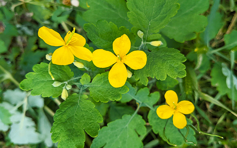 Чистотіл(лат. Chelidonium majus )