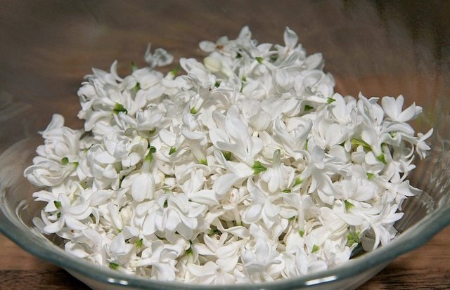 Жасмин, квіти (лат. Jasminum) - Grandma's Pharm